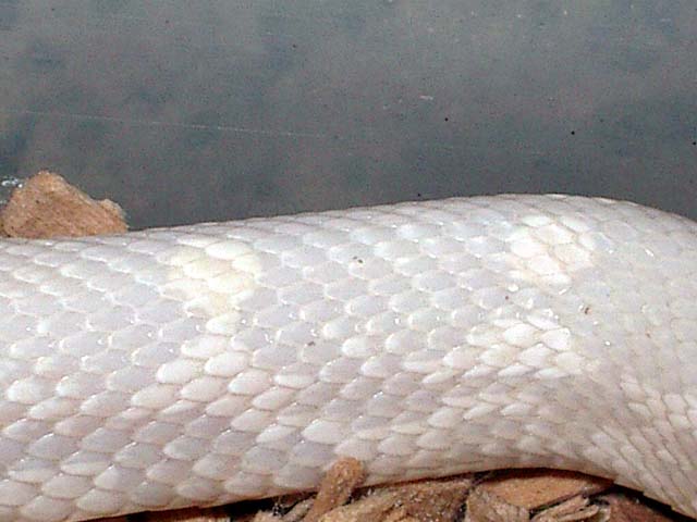 Snow jungle cuerpo.JPG