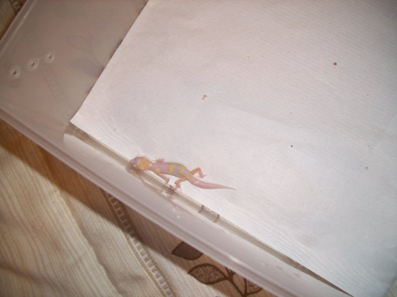 snow raptor het db x engima het raptor.jpg