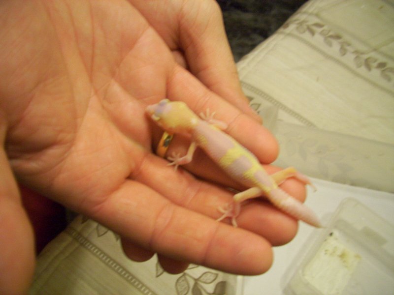 snow raptor het db x engima het raptor2.jpg