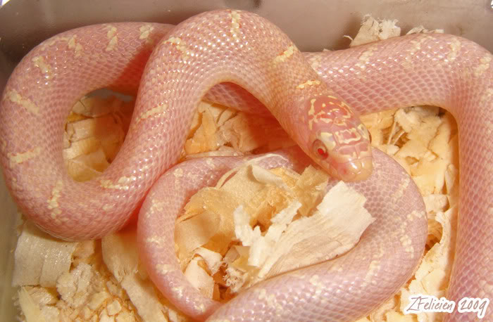 snow white sided brooksi