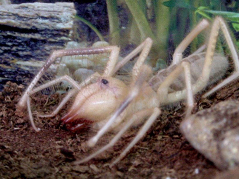 Solifugo Galeodes.jpg