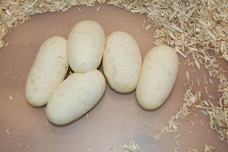 spider 9-6-12 - 5 huevos (4).jpg