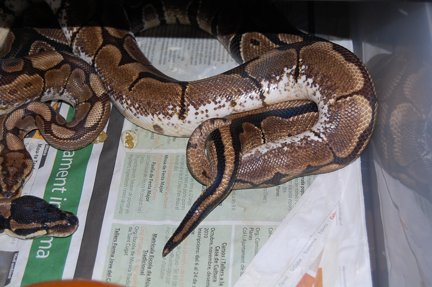 spider x NC 2 . 9.12.2010.JPG