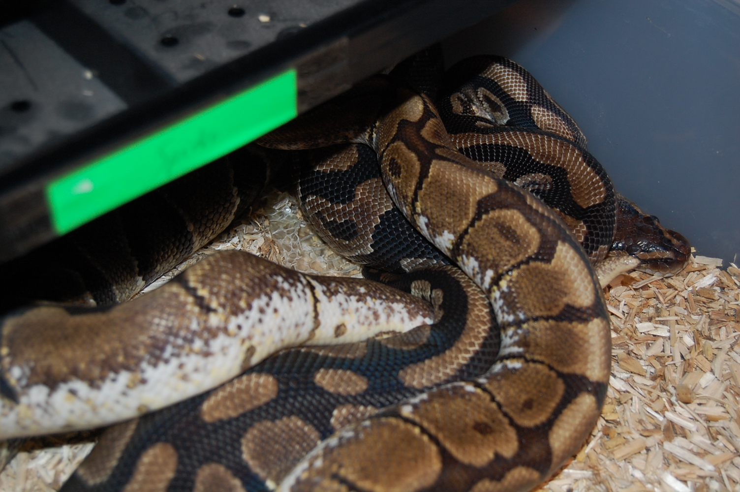 spider X nom 6 - 27-12-09.JPG