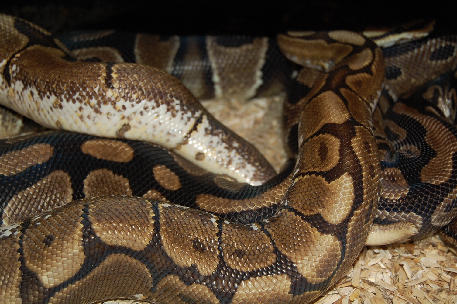 spider X nom 6. 27.12.09.JPG