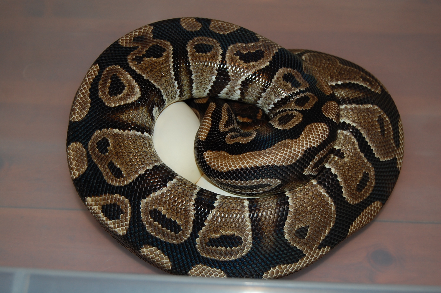 spider x nom 6 -29-7.2010.JPG