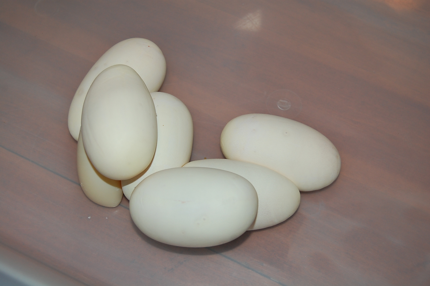 spider X nom 6 - 29-7-2010..JPG