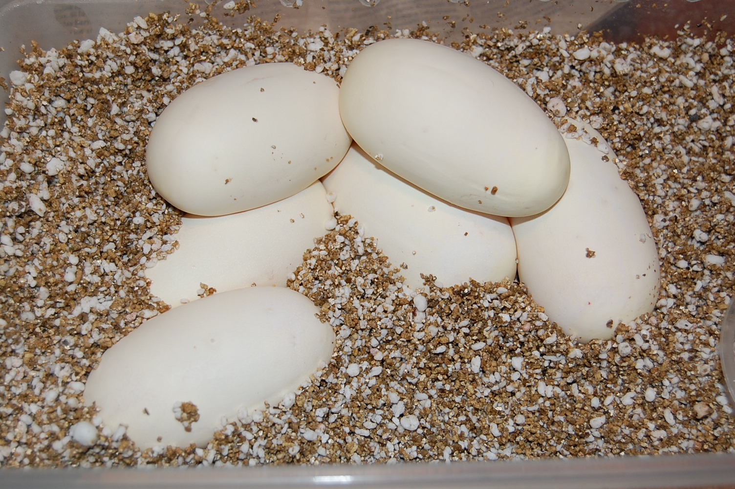 spider X nom 6 - 29-7-2010.....JPG