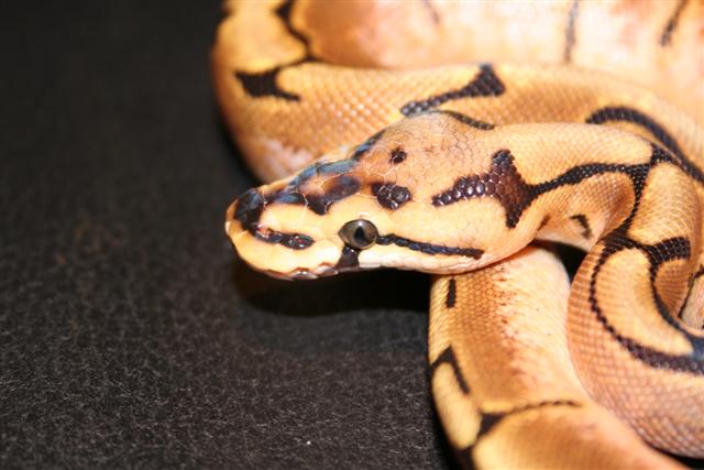 spiderkop (Small).JPG