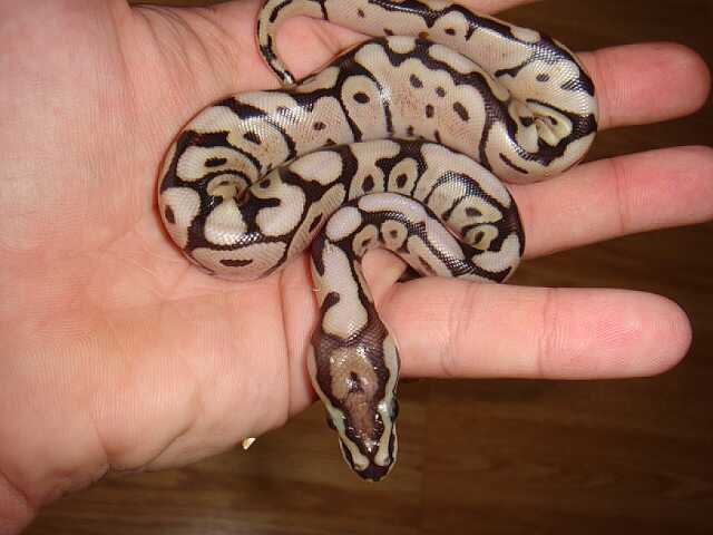 spidermojave (2).jpg