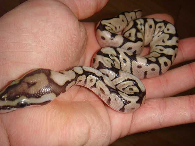 spidermojave (3).jpg