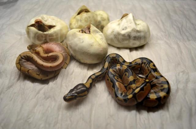 Spinner x Normal.jpg