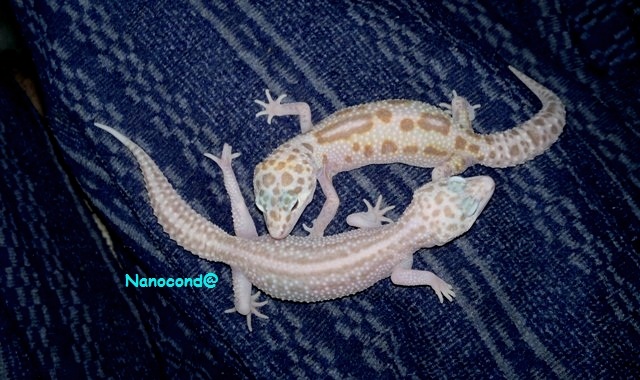 SR&SN_7-11 640x480.jpg