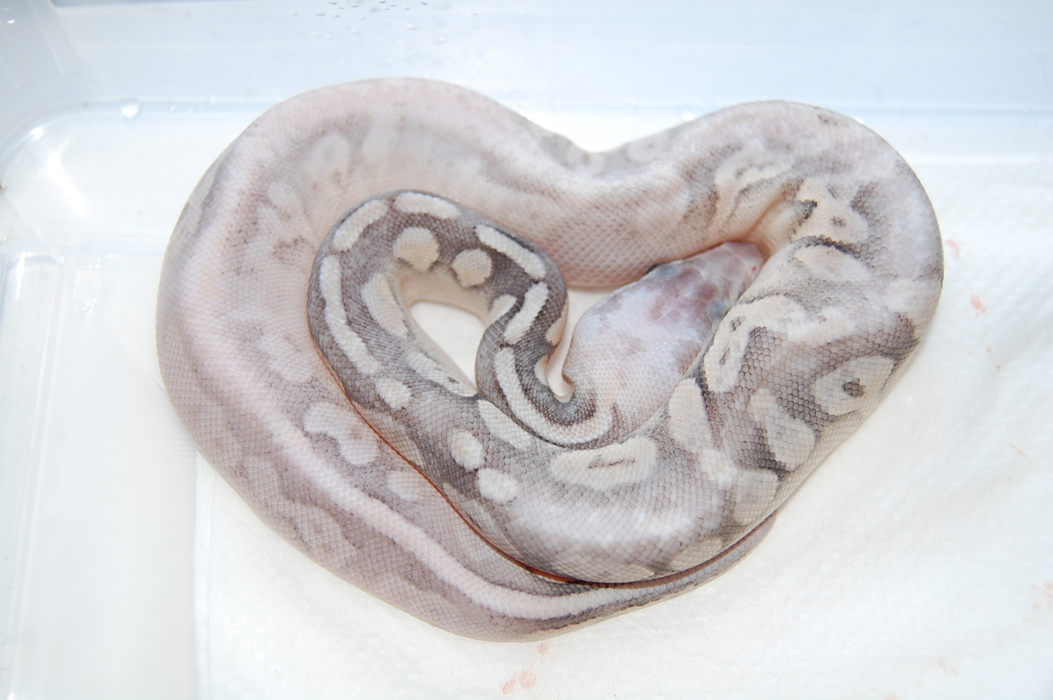 sterling pastel 1-08-2010..JPG