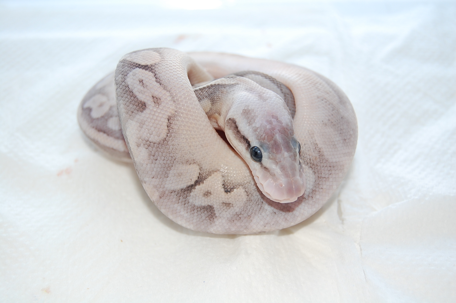 sterling pastel 1-08-2010...JPG