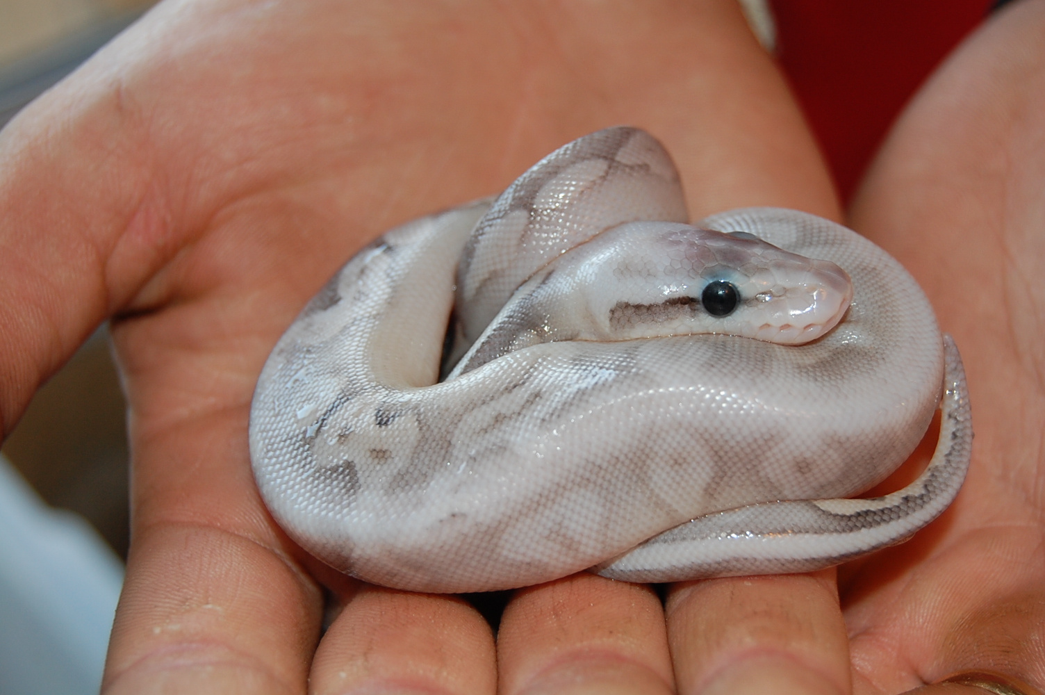 sterling pastel 5.JPG