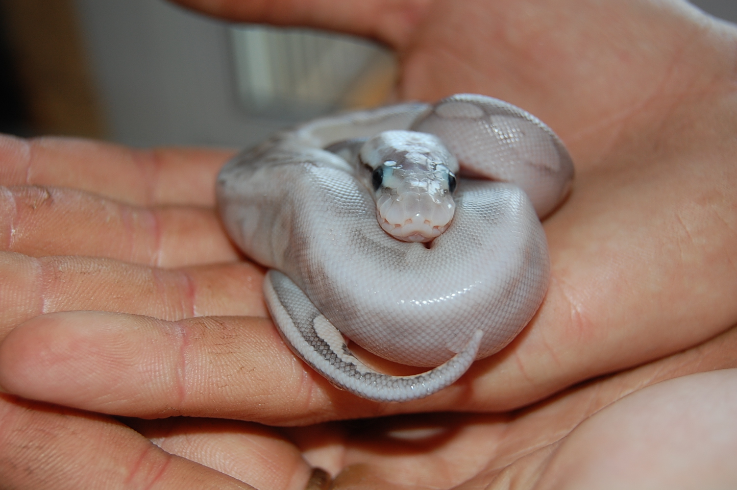 sterling pastel 7.JPG