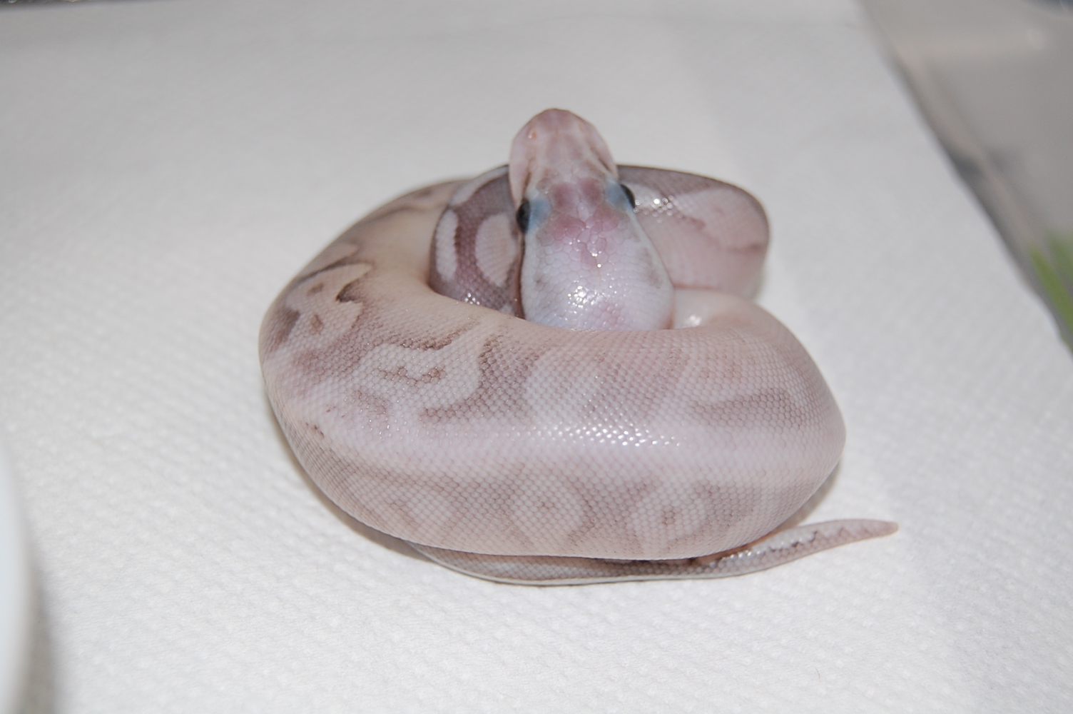 sterling pastel 9.JPG