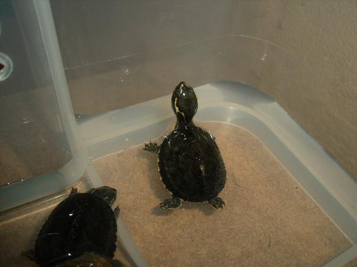 sternotherus adoratus 1.JPG