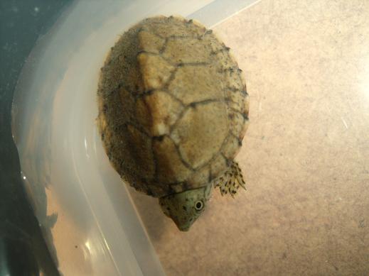 sternotherus carinatus 1.JPG