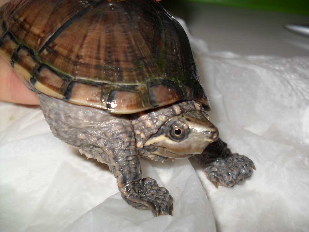 Sternotherus odoratus 02.JPG