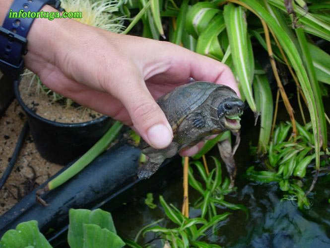 sternotherusodoratus2