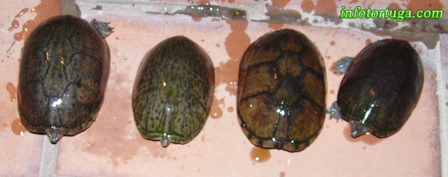 sternotherusodoratus9