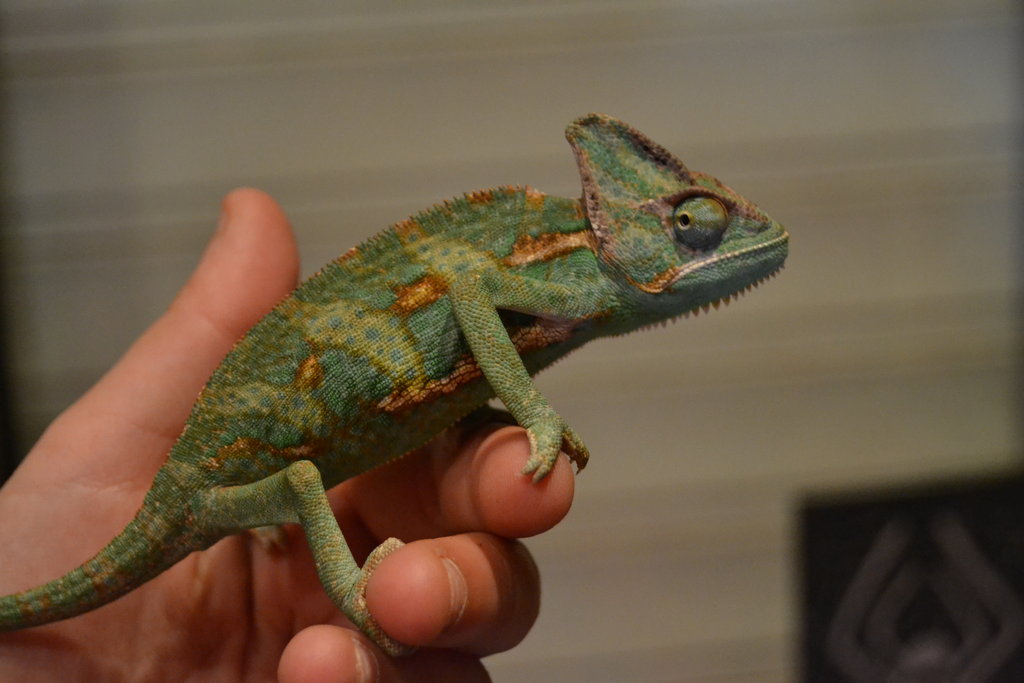 Stewie, mi calyptratus