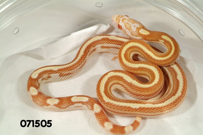 Striped Butter Motley Corn Snake   071505f.jpg