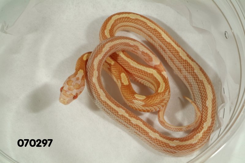 Striped Butter Motley Corn Snake.jpg