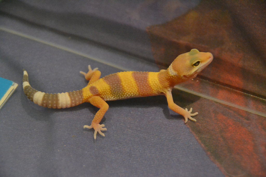 Su hermanito, albino