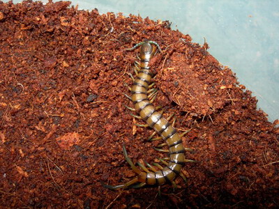 Subspinipes Hawaii.jpg