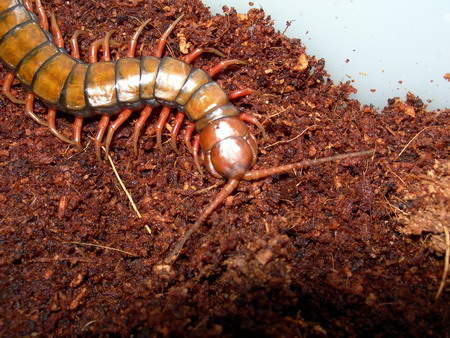 Subspinipes Philippines 1.jpg