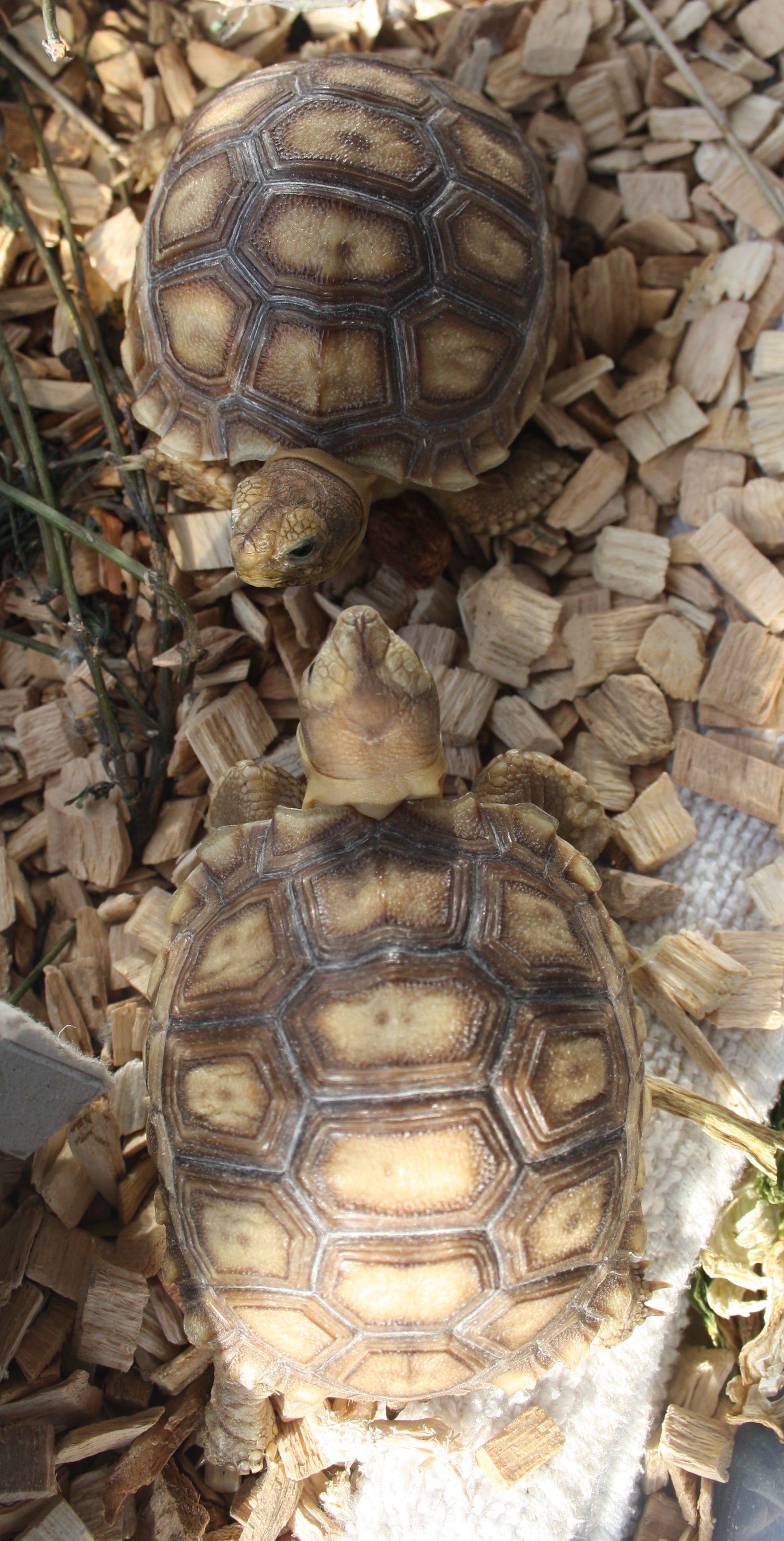 Sulcata 1.JPG