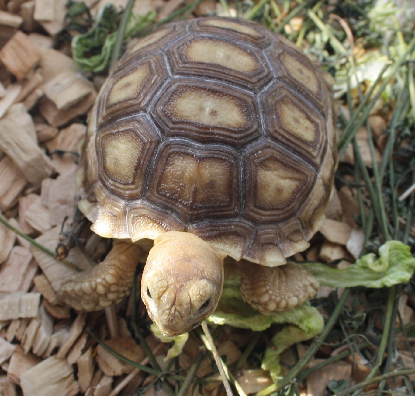 Sulcata 3.JPG