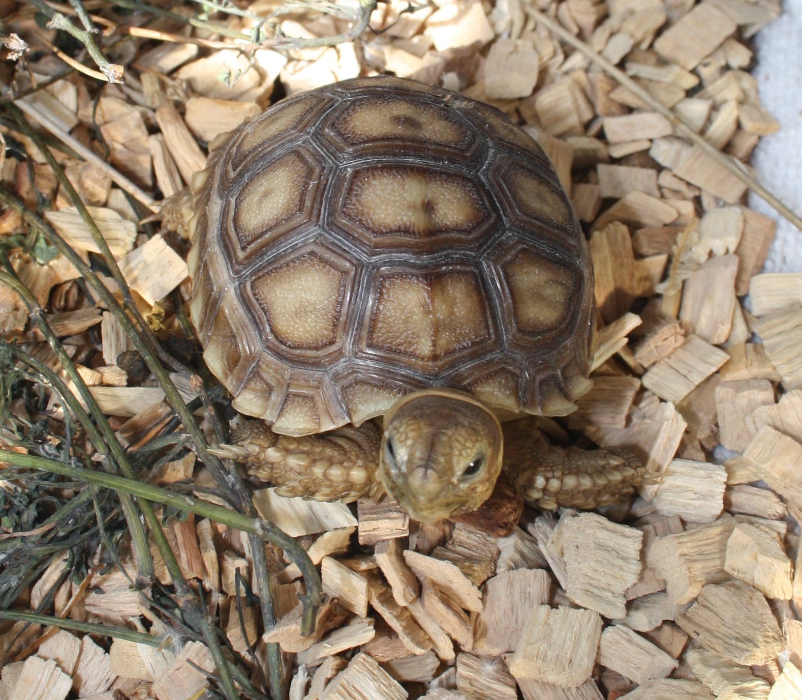 Sulcata 4.JPG