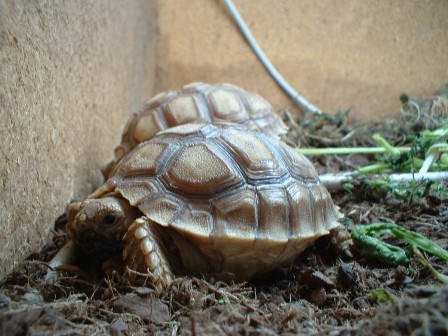 sulcata.JPG