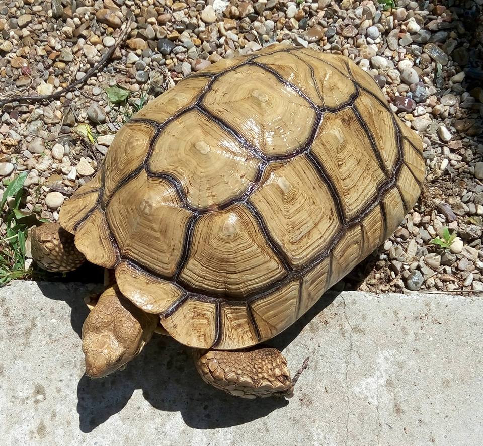 SULCATA MACHO.jpg