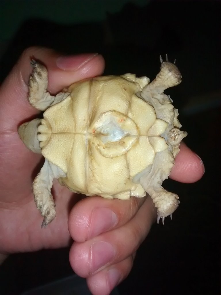 Sulcata recién nacida no come ayuda