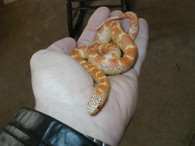 sulfur lavender albino baby