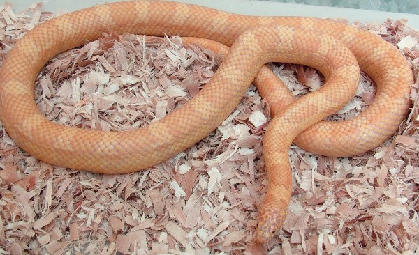 sulfur lavender albino