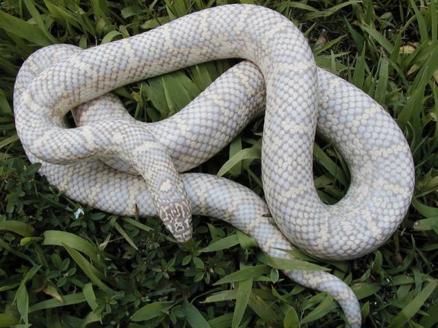 Sulfur lavender snow