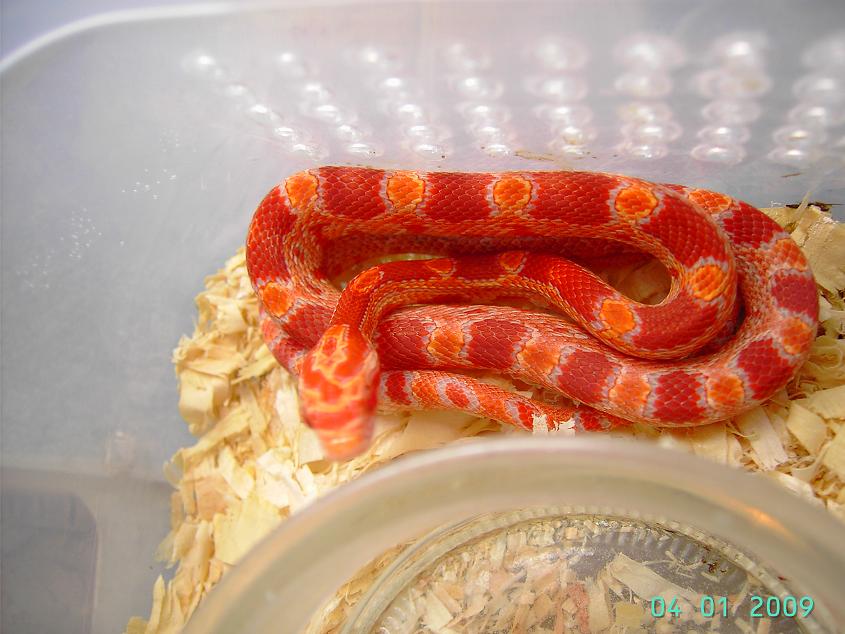 sunglow 2008- 1N.JPG