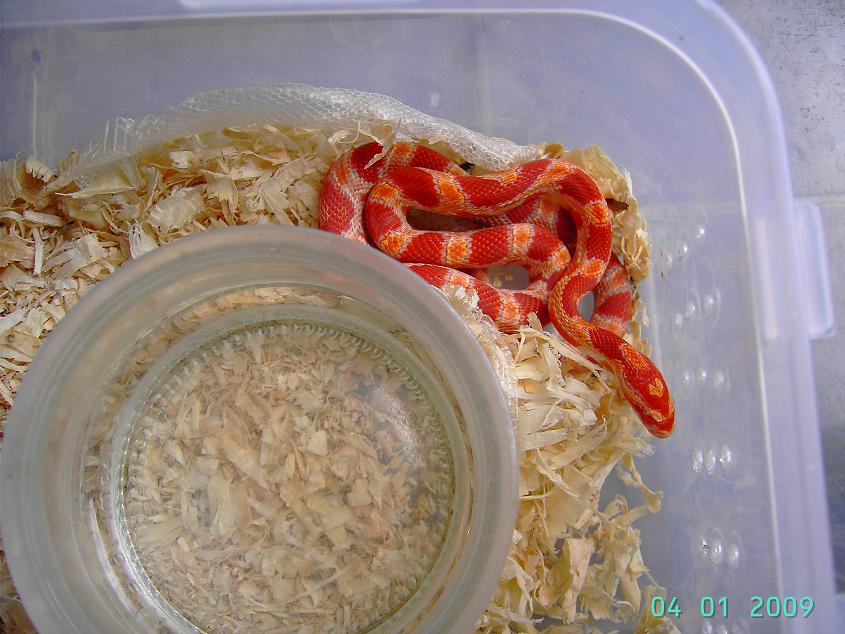 sunglow 2008- 2N.JPG