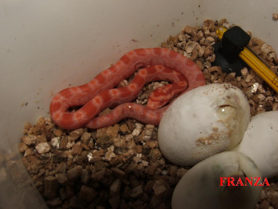 sunglow crias 2008. 2 JPG.JPG