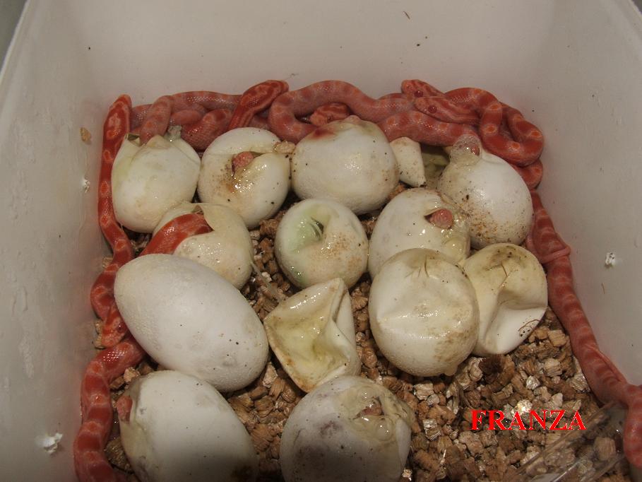 sunglow crias 2008.JPG