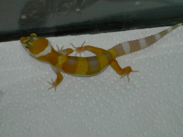 sunglow2 [640x480].JPG