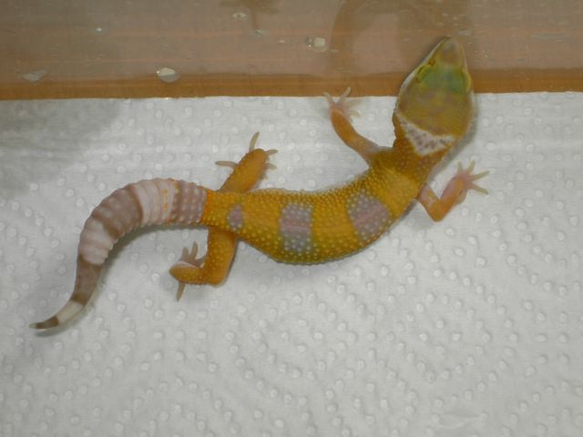 sunglow_1 [640x480].JPG