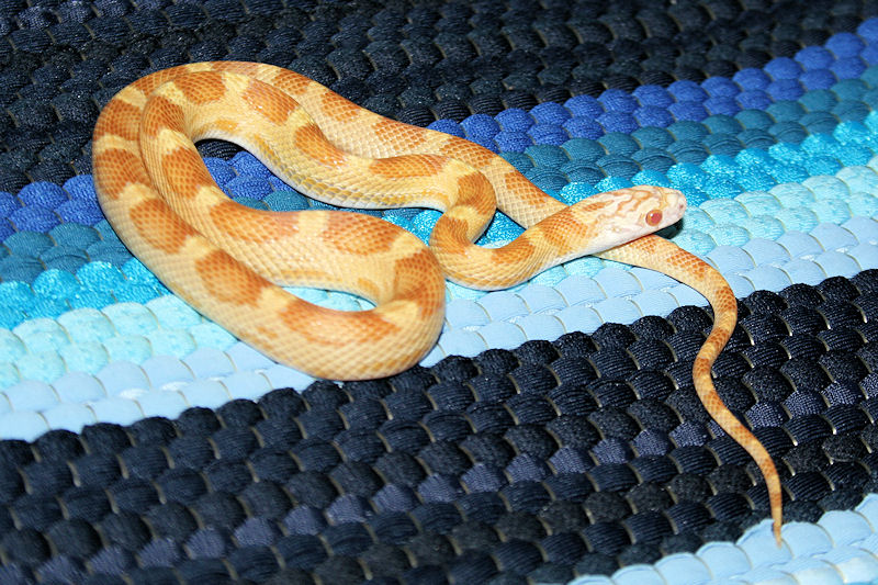 Sunkissed + Amel + Caramel + Motley.jpg