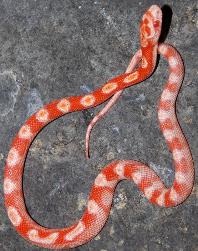 sunkissed amel motley.JPG